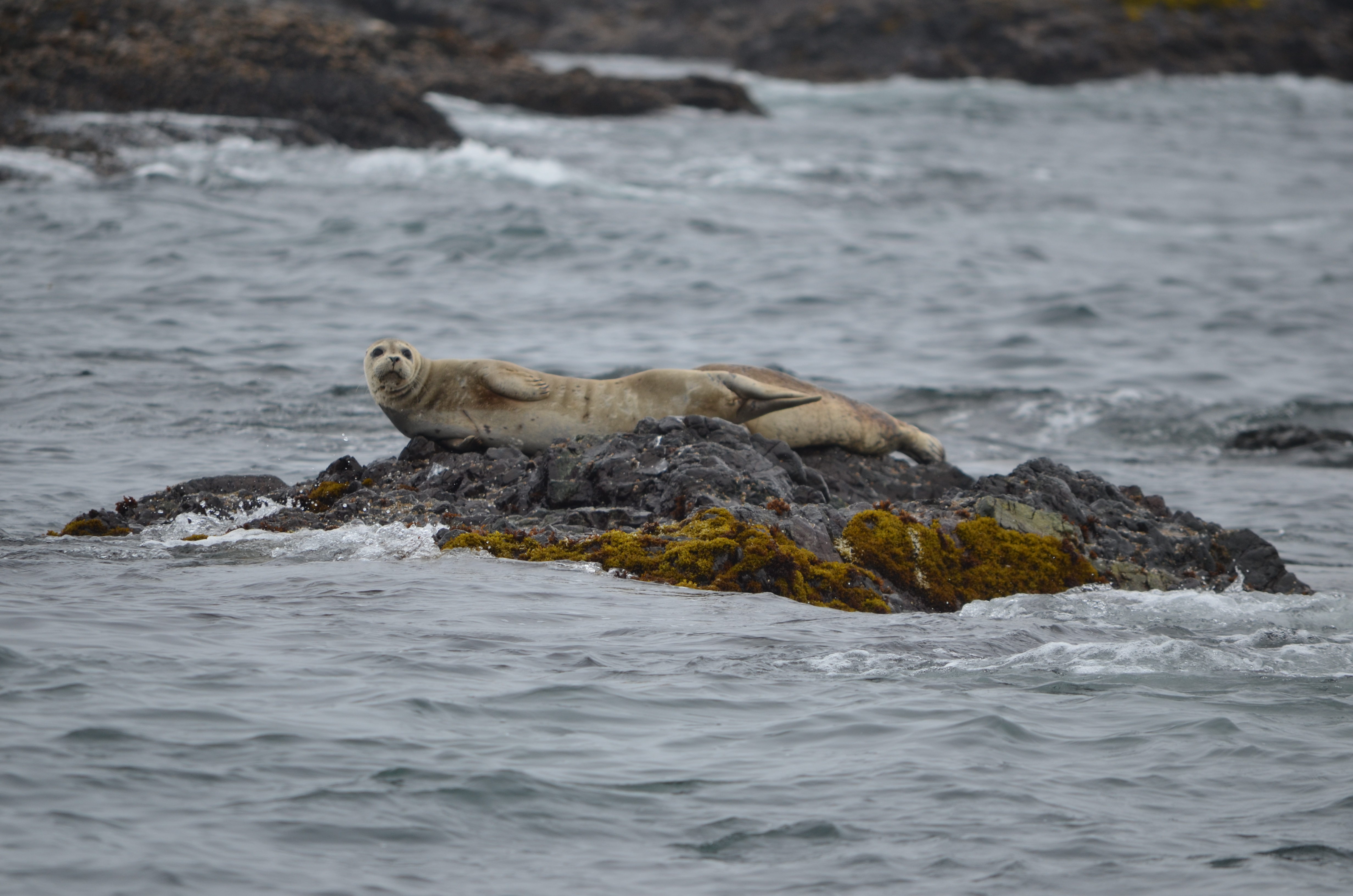 photos/wildlife/Mammal_Species/Steller Sea Lion/DSC_0361.JPG